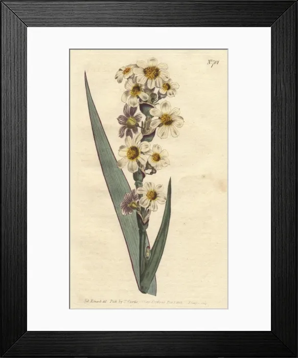 Framed Print : Streaked flowered marica with white, yellow Framed Print : Streaked flowered marica with white, yellow