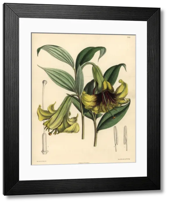 Framed Print : Lilium nepalense, yellow lily native to the Himalayas Framed Print : Lilium nepalense, yellow lily native to the Himalayas