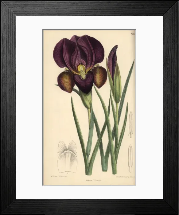 Framed Print : Iris barnumae, purple iris native of Armenia Framed Print : Iris barnumae, purple iris native of Armenia