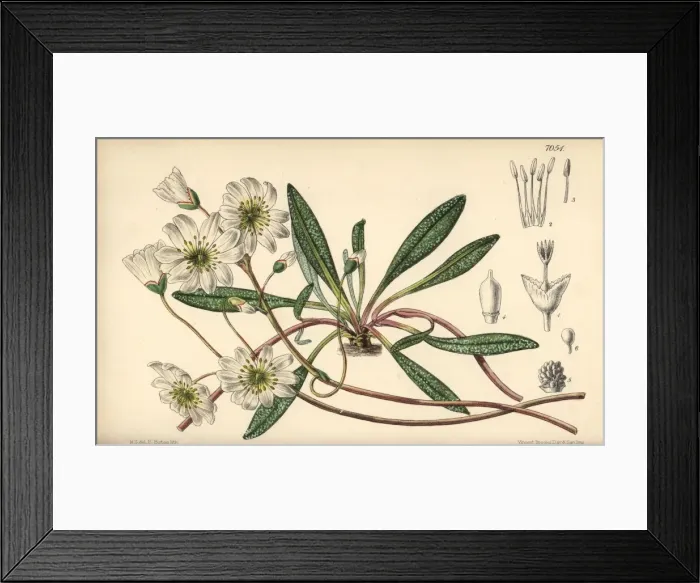 Framed Print : Calandrinia oppositifolia, white flower native Framed Print : Calandrinia oppositifolia, white flower native