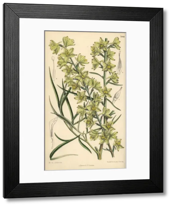 Framed Print : Delphinium zalil, native of Khorasan, Afghanistan Framed Print : Delphinium zalil, native of Khorasan, Afghanistan