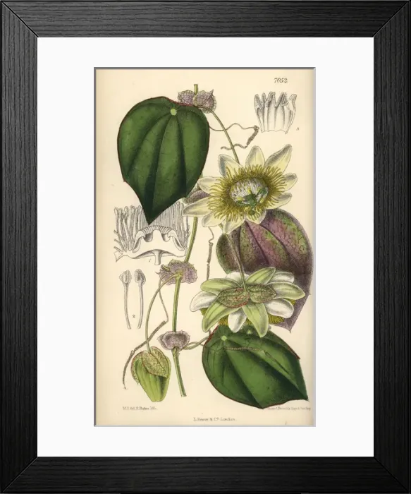 Framed Print : Passiflora hahnii, yellow passionflower native to Mexico Framed Print : Passiflora hahnii, yellow passionflower native to Mexico