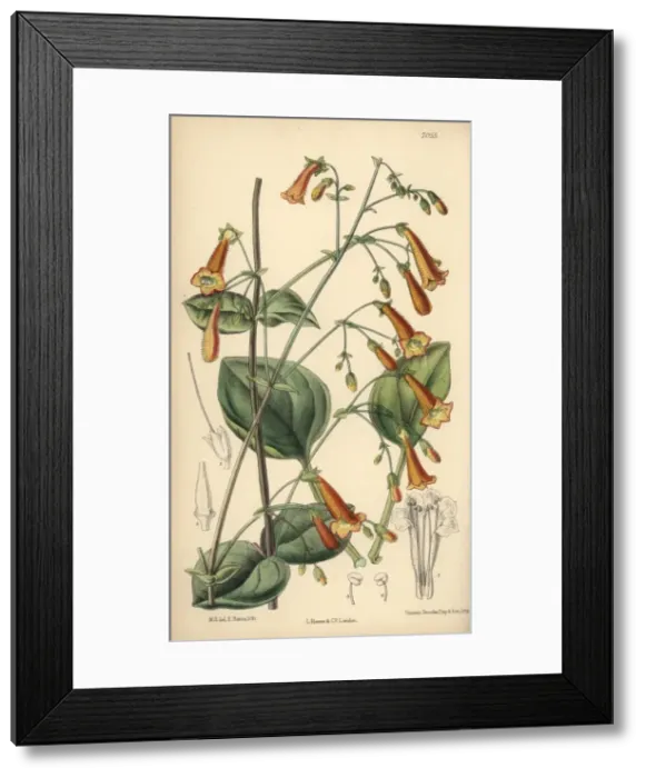 Framed Print : Pentstemon rotundifolius, native of North Mexico Framed Print : Pentstemon rotundifolius, native of North Mexico