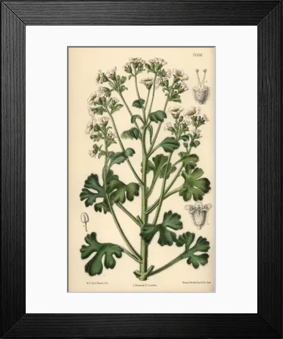 Framed Print : Saxifraga latepetiolata, white saxifrage native of Spain Framed Print : Saxifraga latepetiolata, white saxifrage native of Spain