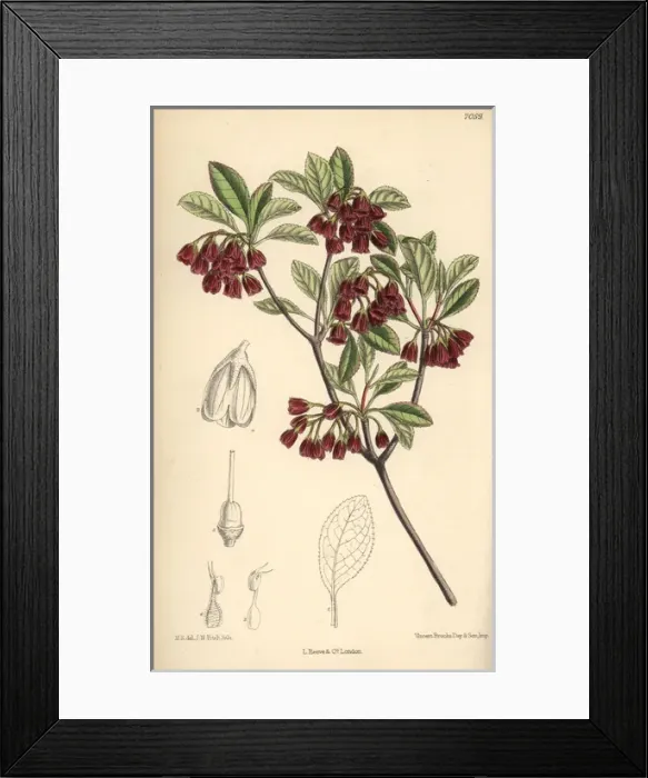 Framed Print : Enkianthus campanulatus, native of Japan Framed Print : Enkianthus campanulatus, native of Japan