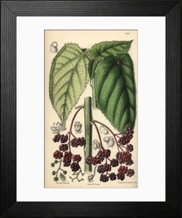 Framed Print : Laportea moroides, stinging nettle native to Framed Print : Laportea moroides, stinging nettle native to