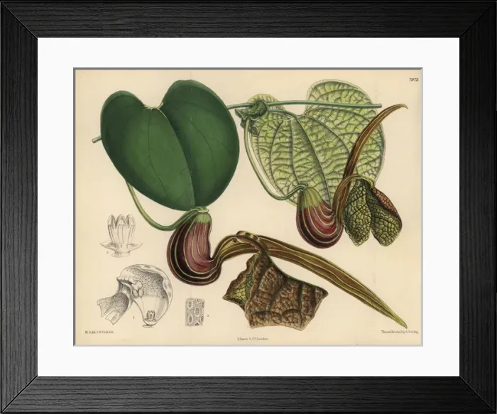 Framed Print : Aristolochia hians, birthwort or Dutchman s Framed Print : Aristolochia hians, birthwort or Dutchman s