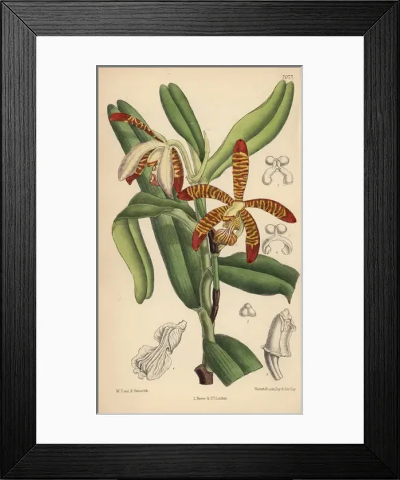 Framed Print : Arachnanthe clarkei, striped orchid of Framed Print : Arachnanthe clarkei, striped orchid of