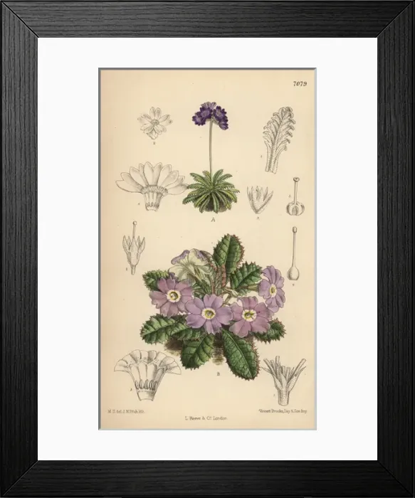 Framed Print : Primula pusilla and Primula petiolaris var Framed Print : Primula pusilla and Primula petiolaris var