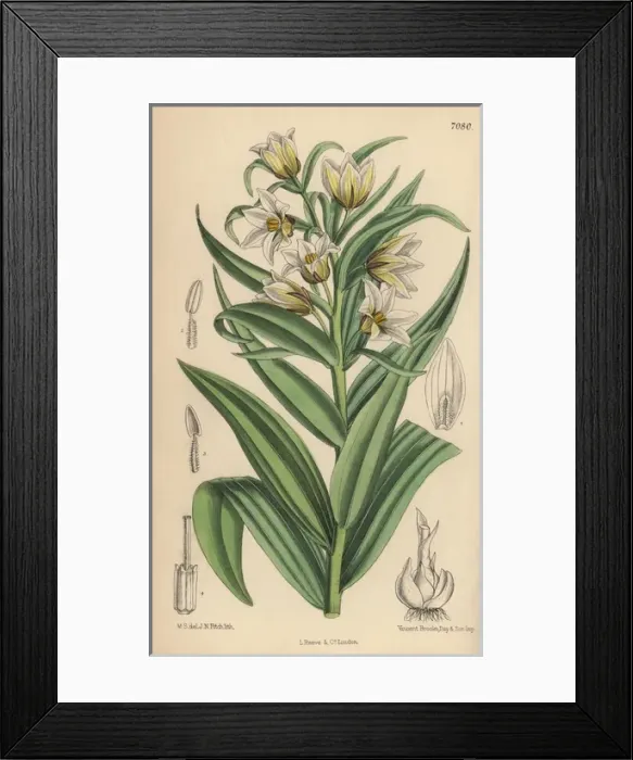 Framed Print : Fritillaria bucharica, white fritillary from central Asia Framed Print : Fritillaria bucharica, white fritillary from central Asia