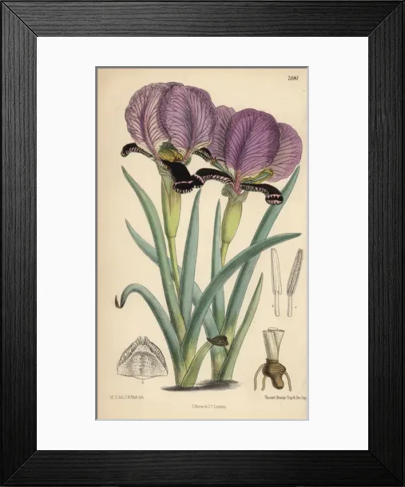 Framed Print : Iris paradoxa, purple iris native of the Caucasus Framed Print : Iris paradoxa, purple iris native of the Caucasus