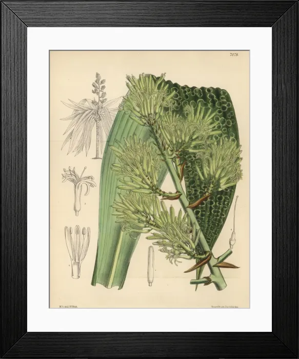 Framed Print : Dracaena marmorata native to Singapore Framed Print : Dracaena marmorata native to Singapore