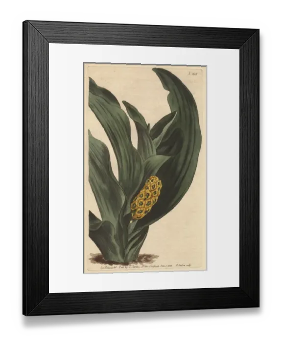 Framed Print : Japan orontium with yellow flowers and luxuriant Framed Print : Japan orontium with yellow flowers and luxuriant