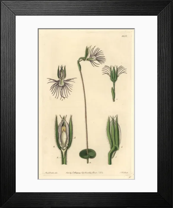 Framed Print : Pectinated bartholina, Bartholina burmanniana Framed Print : Pectinated bartholina, Bartholina burmanniana