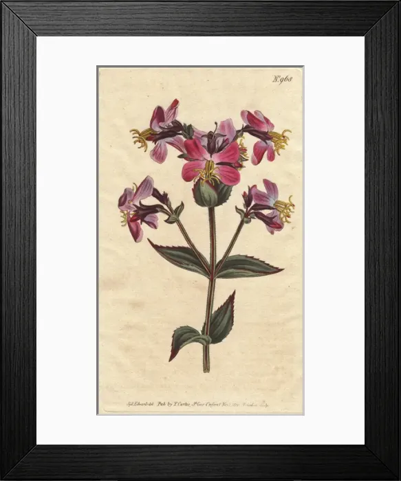 Framed Print : Virginian rhexia, with colorful pink and mauve Framed Print : Virginian rhexia, with colorful pink and mauve