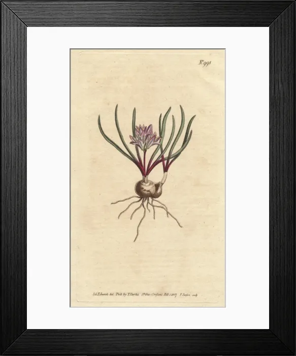 Framed Print : Cape Hyacinth, with bulb, scarlet leaves Framed Print : Cape Hyacinth, with bulb, scarlet leaves