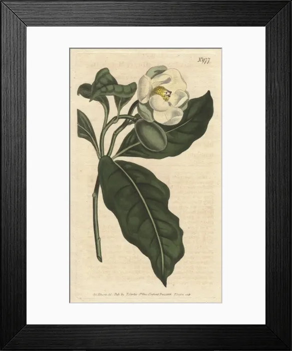 Framed Print : Dwarf magnolia with white flowers, a native Framed Print : Dwarf magnolia with white flowers, a native