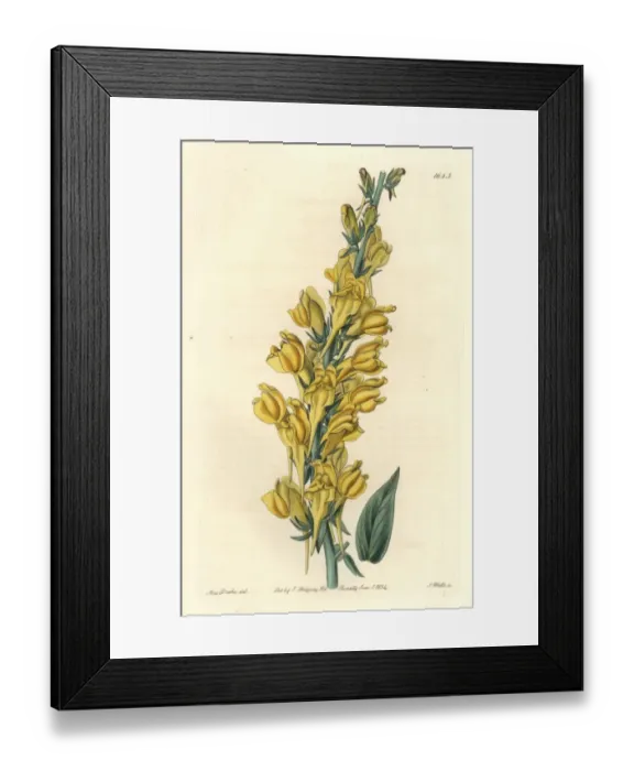 Framed Print : Dalmatian toadflax, Linaria dalmatica Framed Print : Dalmatian toadflax, Linaria dalmatica