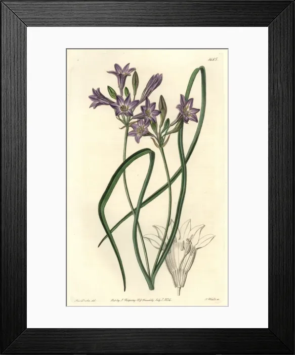Framed Print : Loose-flowering tritelia or ithuriels spear, Tritelia laxa Framed Print : Loose-flowering tritelia or ithuriels spear, Tritelia laxa