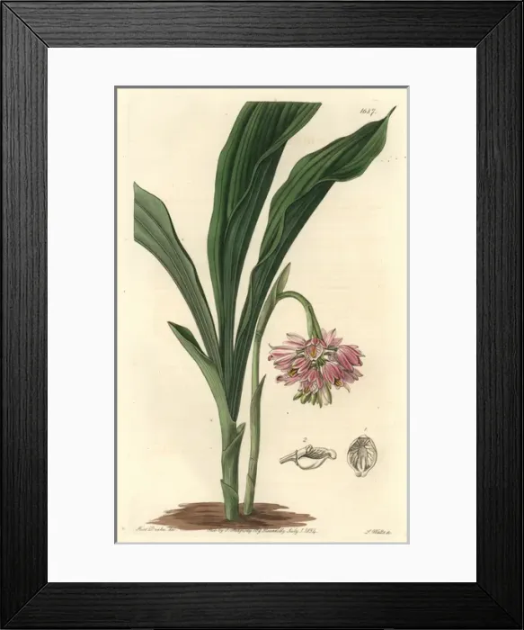 Framed Print : Painted geodorum, Geodorum densiflorum Framed Print : Painted geodorum, Geodorum densiflorum