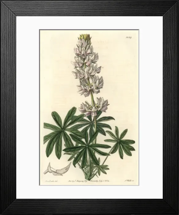 Framed Print : Dense-flowered lupin, Lupinus densiflorus Framed Print : Dense-flowered lupin, Lupinus densiflorus