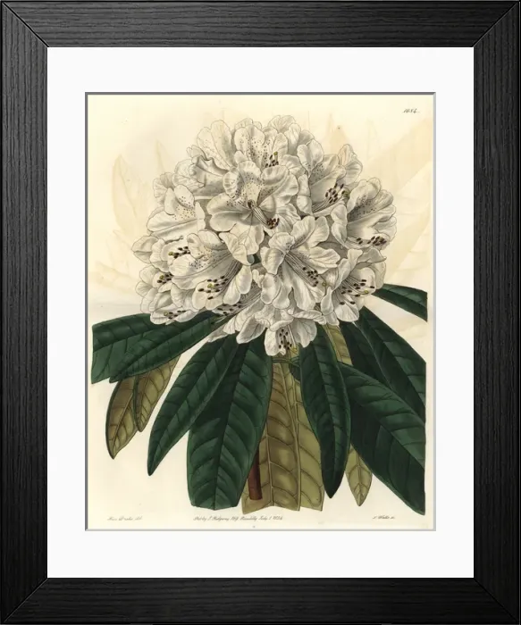 Framed Print : White tree rhododendron, Rhododendron arboreum var album Framed Print : White tree rhododendron, Rhododendron arboreum var album