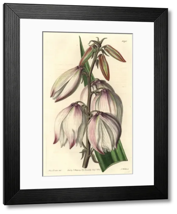 Framed Print : Spanish dagger, Yucca gloriosa var gloriosa Framed Print : Spanish dagger, Yucca gloriosa var gloriosa