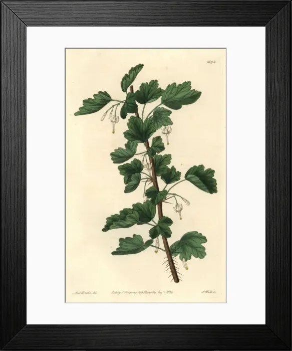 Framed Print : White-flowered or snow gooseberry, Ribes niveum Framed Print : White-flowered or snow gooseberry, Ribes niveum