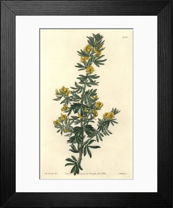 Framed Print : Mr Loudons adesmia, Adesmia loudonia Framed Print : Mr Loudons adesmia, Adesmia loudonia