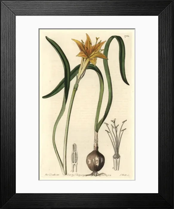 Framed Print : Golden flame-lily, Pyrolirion arvense Framed Print : Golden flame-lily, Pyrolirion arvense