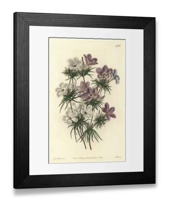 Framed Print : Thick-flowered slender-tube, Leptosiphon densiflorus Framed Print : Thick-flowered slender-tube, Leptosiphon densiflorus
