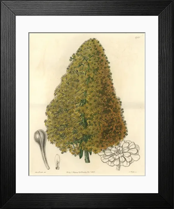Framed Print : City houseleek, Aeonium urbicum Framed Print : City houseleek, Aeonium urbicum