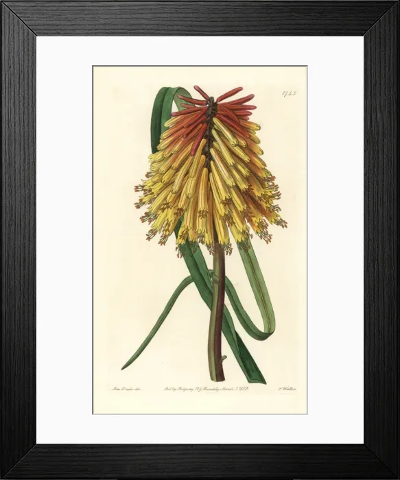 Framed Print : Red hot poker flower, Kniphofia uvaria Framed Print : Red hot poker flower, Kniphofia uvaria