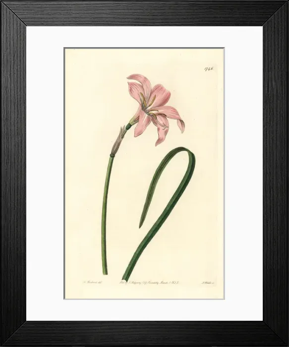 Framed Print : Spofforth fairy lily, Zephyranthes spofforthiana Framed Print : Spofforth fairy lily, Zephyranthes spofforthiana