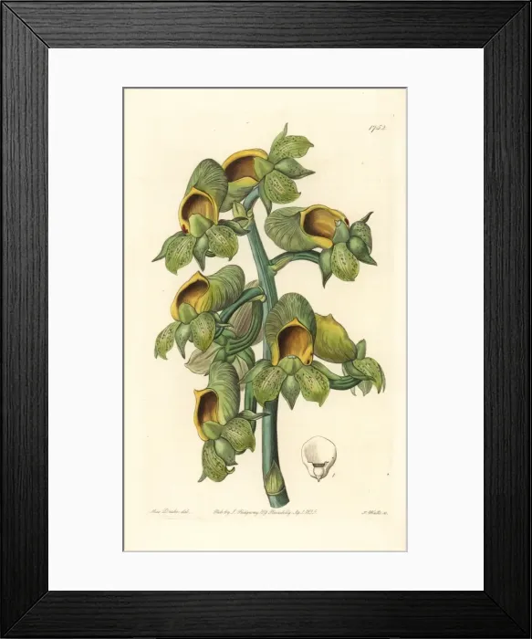 Framed Print : Nodding catasetum orchid, Catasetum cernuum Framed Print : Nodding catasetum orchid, Catasetum cernuum