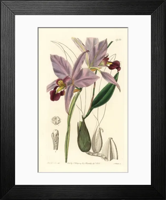 Framed Print : Two-edged laelia orchid, Laelia anceps Framed Print : Two-edged laelia orchid, Laelia anceps