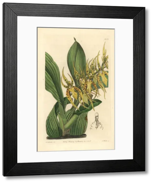 Framed Print : Mr Lances brassia orchid, Brassia lanceana Framed Print : Mr Lances brassia orchid, Brassia lanceana