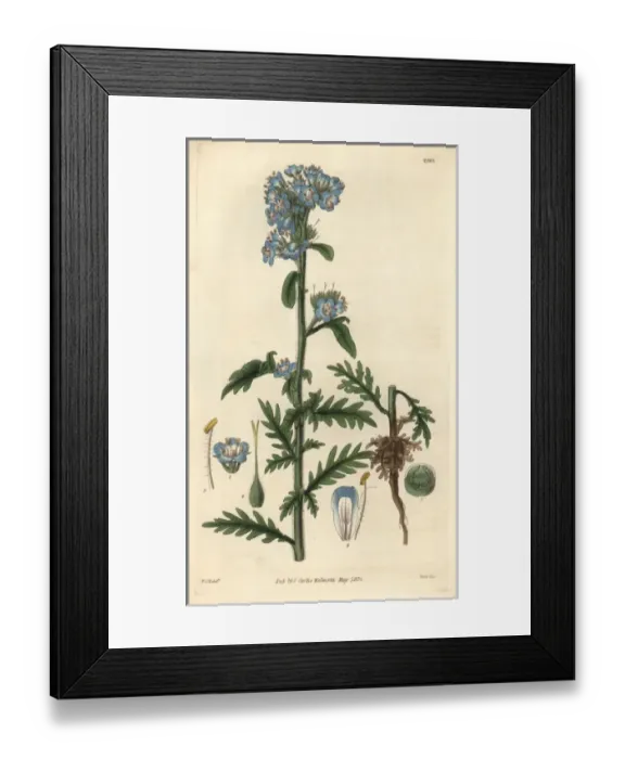 Framed Print : Captain Franklins eutoca or Franklins scorpionweed Framed Print : Captain Franklins eutoca or Franklins scorpionweed