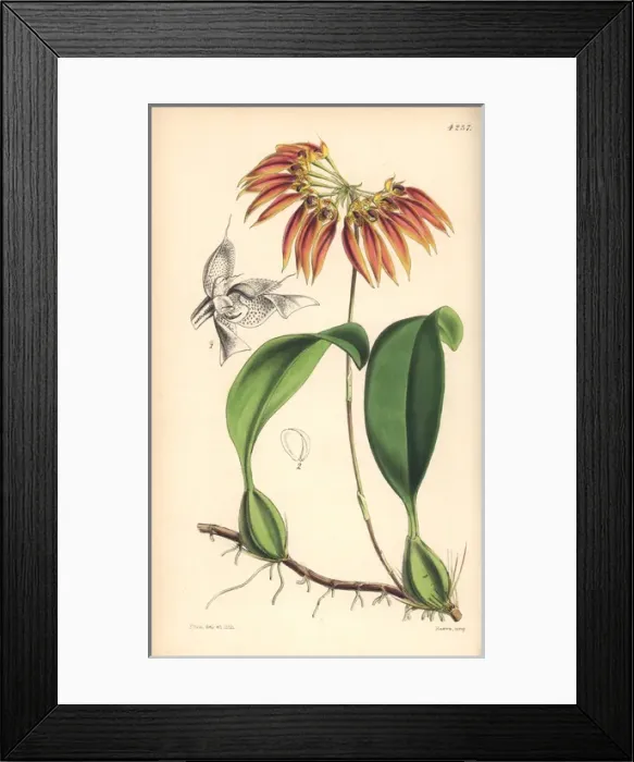 Framed Print : Thouars cirrhopetalum orchid, Chirropetalum thouarsii Framed Print : Thouars cirrhopetalum orchid, Chirropetalum thouarsii