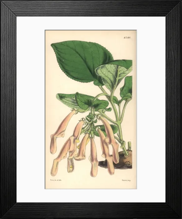 Framed Print : Tuberous rooted gesneria brick-coloured variety Framed Print : Tuberous rooted gesneria brick-coloured variety