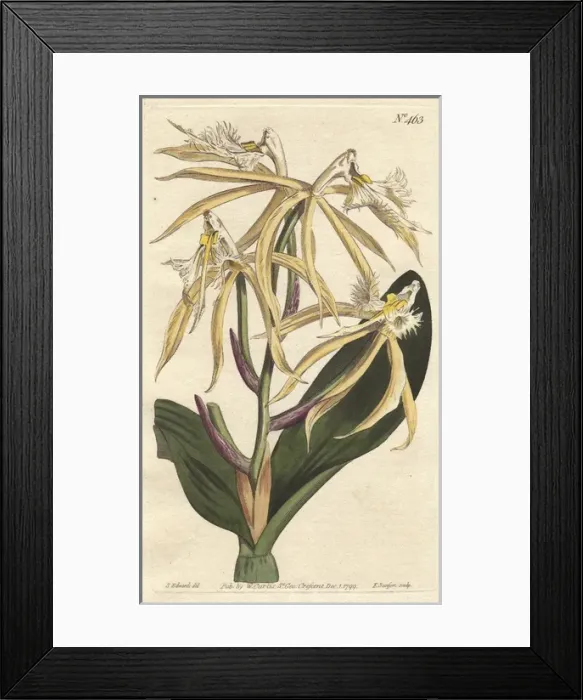 Framed Print : Fringed epidendrum orchid, native of the Americas Framed Print : Fringed epidendrum orchid, native of the Americas