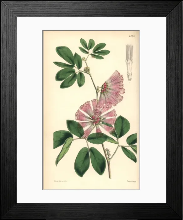 Framed Print : Mr Harris calliandra, Calliandra harrisii Framed Print : Mr Harris calliandra, Calliandra harrisii