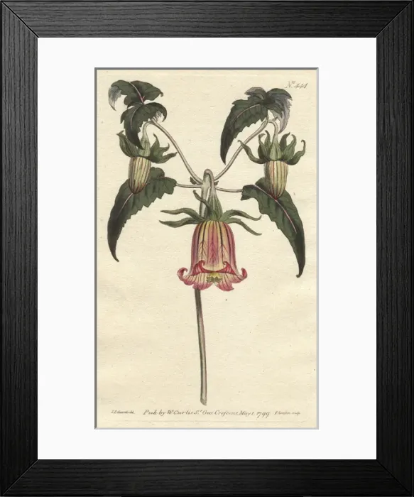 Framed Print : Canary bell-flower with yellow flowers, native Framed Print : Canary bell-flower with yellow flowers, native
