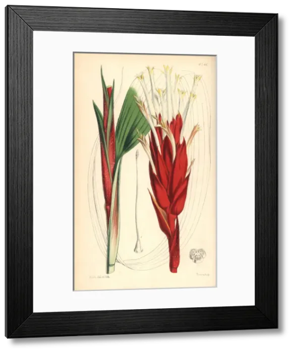 Framed Print : Broad waved-leaved pitcairnia, Pitcairnia undulatifolia Framed Print : Broad waved-leaved pitcairnia, Pitcairnia undulatifolia