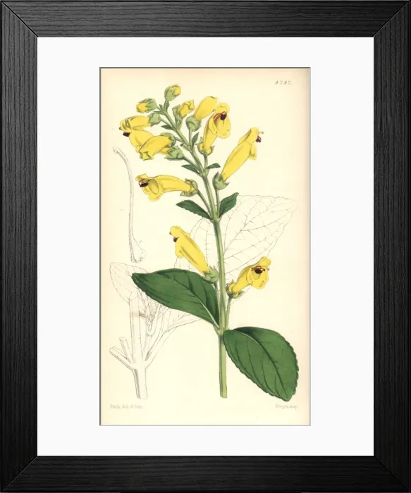 Framed Print : Elliptic-leaved gesneria, Gesneria elliptica Framed Print : Elliptic-leaved gesneria, Gesneria elliptica
