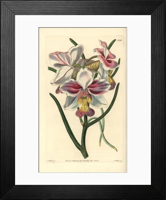 Framed Print : Papilionanthe teres orchid Framed Print : Papilionanthe teres orchid