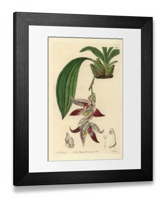 Framed Print : Paphinia cristata orchid Framed Print : Paphinia cristata orchid