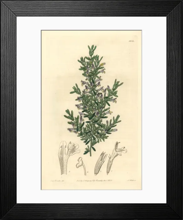 Framed Print : Clinopodium chilense