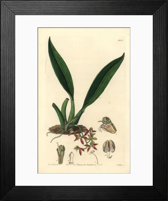 Framed Print : Trinidad macradenia orchid, Macradenia lutescens Framed Print : Trinidad macradenia orchid, Macradenia lutescens