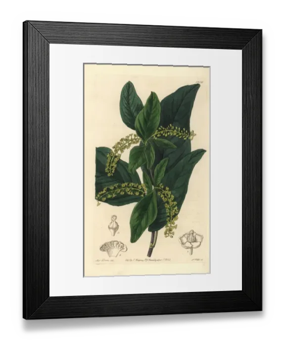 Framed Print : Pea blanca, Coccoloba coronata Framed Print : Pea blanca, Coccoloba coronata